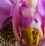 Purple Orchid