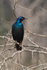 Cape (Red-Shouldered) Glossy Starling perched on a thorny branch