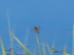 Four-spotted Chaser