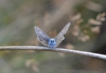 Common Blue