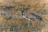 Kori Bustard
