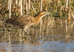 Bittern portfolio