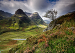 Glencoe Rowan Tree