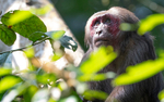 Male stump-tailed Macaque
