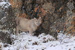 Puma at base of rocky outcrop in snow, Torres del Paine, Chile