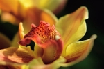 Orchid Cymbidium Astronaut Rajah