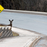Deer-Xing