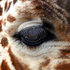 Giraffe - eye