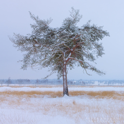 Winter Pine