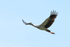 Asian Openbill flying with food, Tam Coc, Vietnam