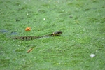 Grass Snake
