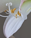 Beauty in Bloom 6   11 x 14