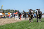 Guernsey Agricultural Show 2021-164