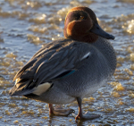 TEAL WINTER 2010