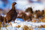 Winter Grouse