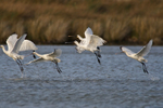 Spoonbill take-off sequence portfolio