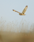 Short-eared Owl flying, Hawling, Gloucestershire