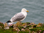 Herring Gull