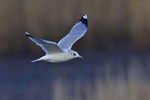 Common Gull (non-breeding) in flight at Hatch Pond