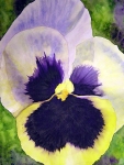 Springtime Pansy I