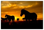 Wild Horses - 06