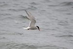 Arctic Tern