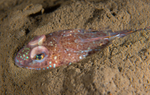 Callionymus maculatus