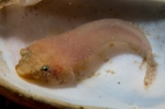 Diplecogaster bimaculata