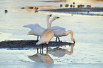 Bewick's Swans