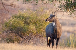 Nilgai