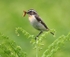 Whinchat