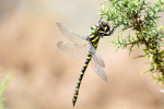 Female Golden-Ringed dragonfly