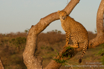 Cheetah lookout in tree