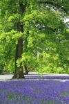 Enys Bluebells
