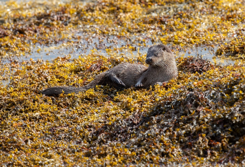 Eurasian Otter - Isle of Mull - Scotland