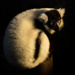 Black and White Ruffed Lemur -RLP_1643a