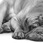 Dogue de Bordeaux