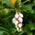 Cowberry (Vaccinium vitis idaea)