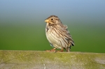 Corn Bunting