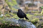 Blackbird