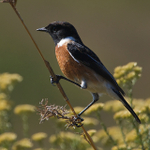 African Stonechat (male) perched on a branch