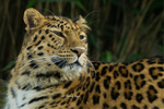 Amur Leopard - Esra