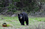 3HPhotography5-20-25_GTNP_413_
