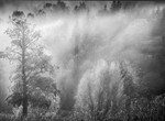 Backlit drifting woodland mist
