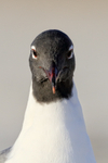Laughing Gull head front view , Fort De Soto, Florida