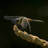 Black Darter