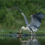 Grey Heron with Catch