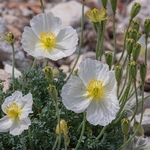 Alpine poppy (Papaver alpina )