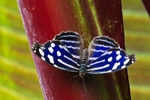 Blue-banded Purplewing - Myscelia cyaniris