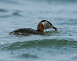 Red-necked Grebe, Farmoor Reservoir